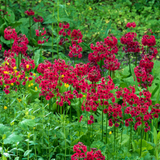 RHS Pollinators Collection (B) - 5cm Module