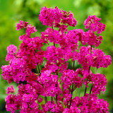 RHS Pollinator Complete Collection - 5cm Module