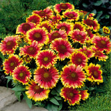 RHS Pollinator Complete Collection - 5cm Module