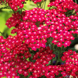 RHS Pollinator Complete Collection - 5cm Module