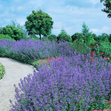 RHS Pollinator Complete Collection - 5cm Module