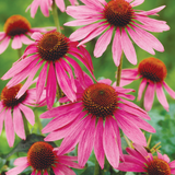 RHS Pollinator Complete Collection - 5cm Module