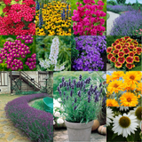 RHS Pollinator Complete Collection - 5cm Module