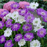 RHS Plants for Pollinator Mixtures Collection