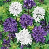 RHS Plants for Pollinator Mixtures Collection