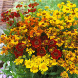 RHS Plants for Pollinator Mixtures Collection