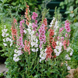 RHS Plants for Pollinator Mixtures Collection