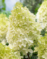 Hydrangea paniculata 'Phantom'