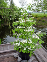 Viburnum plicatum Kilimanjaro