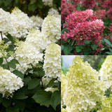 Hydrangea Paniculata Collection 2L