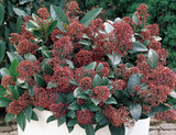 Skimmia japonica 'Rubella' 2L