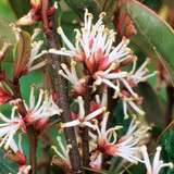 Sarcococca 'Purple Stem' 2L