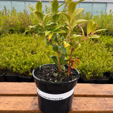 Sarcococca 'Purple Stem' 2L