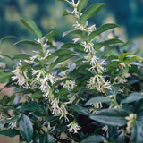 Sarcococca Humilis 2L
