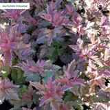 Physocarpus Magic Ball 2L