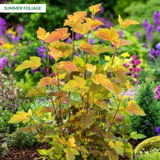 Physocarpus Magic Ball 2L