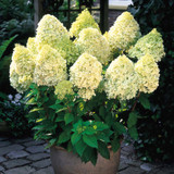 Hydrangea paniculata 'Limelight'