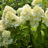 Hydrangea paniculata 'Limelight'