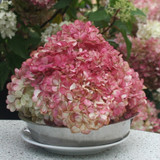 Hydrangea paniculata Vanille-Fraise 2L
