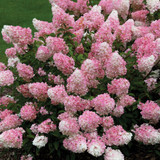 Hydrangea paniculata Vanille-Fraise 2L