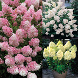 Hydrangea pan. Collection Unusual 2L