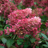 Hydrangea paniculata Pink Lady