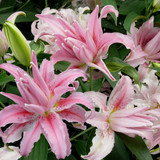 Double Oriental Lily Collection