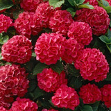 Hydrangea macrophylla Red Prince