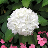Hydrangea macrophylla Prince Collection 2L