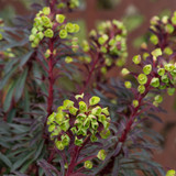 Euphorbia x martini 'Miner's Merlot'