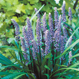 Liriope muscari