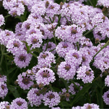 Verbena rigida Polaris (9cm Pot)