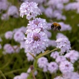 Verbena rigida Polaris (9cm Pot)