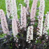Actaea Chocoholic