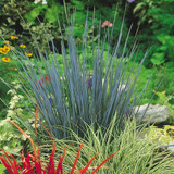 Ornamental Grass Collection x 3