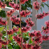 Hamamelis Magic Fire 5L