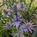 Eryngium x olivierianum 'Big Blue'