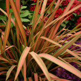Phormium Collection (2 Litre Pot)