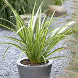 Phormium Collection (2 Litre Pot)