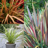 Phormium Collection (2 Litre Pot)