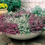 Heathers (Erica) Winter Mixed (9cm Pot)