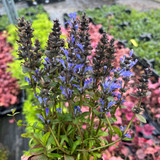 Ajuga reptans 'Chocolate Chip'