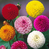 Dahlia Pompom Mixed