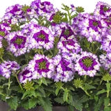Verbena Endurascape Purple Fizz