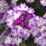 Verbena Endurascape Purple Fizz