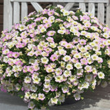 Calibrachoa Unique Collection