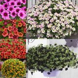 Calibrachoa Unique Collection