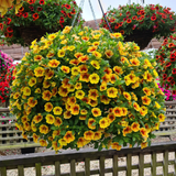 Calibrachoa Unique Collection