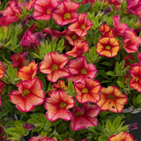 Calibrachoa Unique Collection