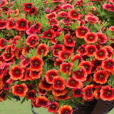 Calibrachoa Unique Collection
